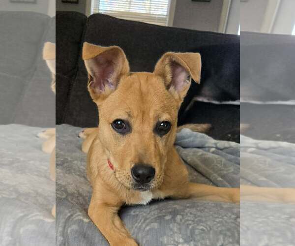 Medium Photo #2 Mutt Puppy For Sale in Woodbury, NY, USA