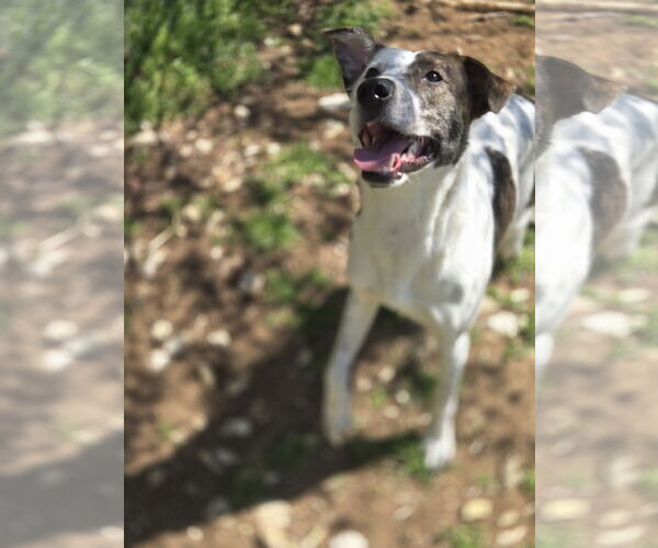 Medium Photo #3 Mutt Puppy For Sale in Crandall, GA, USA