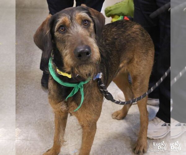 Medium Photo #6 Airedale Terrier-Unknown Mix Puppy For Sale in Washington, DC, USA