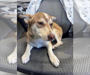 Siberian Husky Dogs for adoption in Stockton, CA, USA