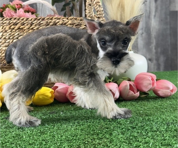 Medium Photo #1 Schnauzer (Miniature) Puppy For Sale in CANOGA, NY, USA