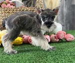 Small Schnauzer (Miniature)