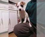 Puppy 0 Jack Russell Terrier