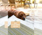 Small #5 Golden Retriever