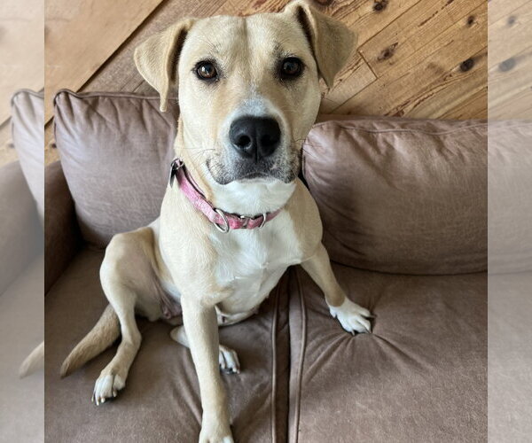 Medium Photo #15 Mutt Puppy For Sale in Fargo, ND, USA