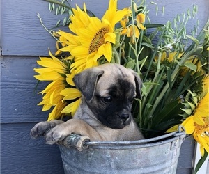American Lo-Sze Pugg-Jack Russell Terrier Mix Puppy for sale in GRAND JCT, CO, USA