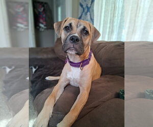 Boxer-Unknown Mix Dogs for adoption in Minneapolis, MN, USA