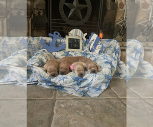 Golden Retriever Puppy for sale in MIRA LOMA, CA, USA