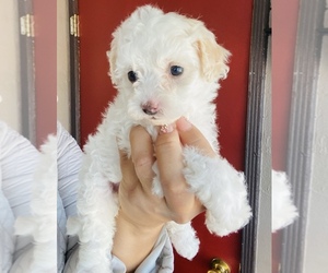 Maltipoo Puppy for sale in SAN BERNARDINO, CA, USA