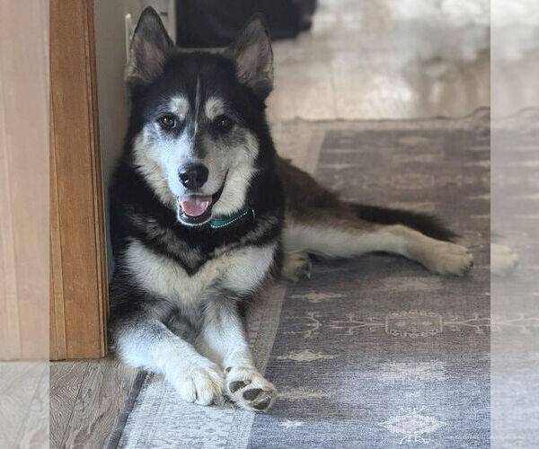 Medium Photo #5 Siberian Husky-Unknown Mix Puppy For Sale in Andover, MN, USA