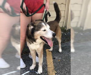 Patch - Male Siberian Husky-Unknown Mix Dog for Adoption - Photo #24