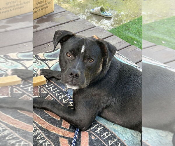 Medium Photo #6 American Staffordshire Terrier-Labrador Retriever Mix Puppy For Sale in Brewster, NY, USA