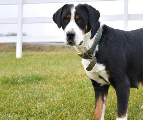 Medium Photo #3 Greater Swiss Mountain Dog Puppy For Sale in BELLEFONTE, PA, USA