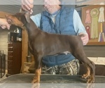 Puppy Owen  Orange Doberman Pinscher
