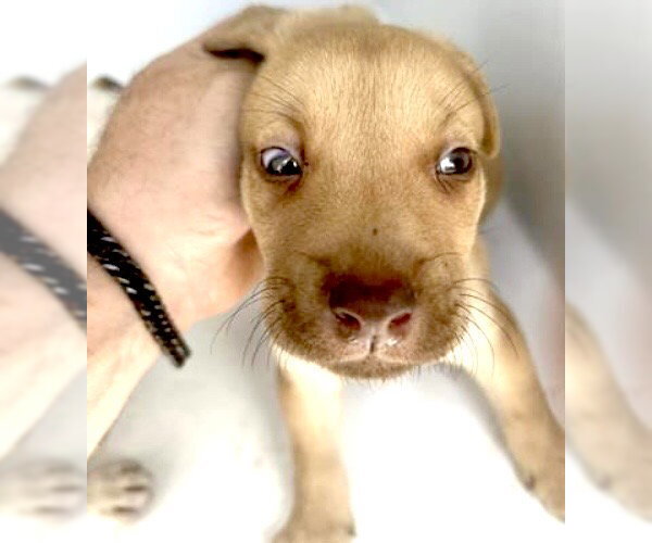 Medium Photo #1 Mutt Puppy For Sale in Houston, TX, USA