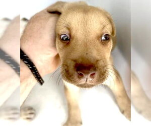 Mutt Dogs for adoption in Houston, TX, USA