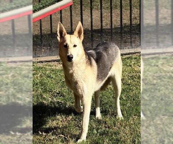 Medium Photo #2 German Shepherd Dog Puppy For Sale in Riverside, CA, USA