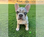 Image preview for Ad Listing. Nickname: Green Bean