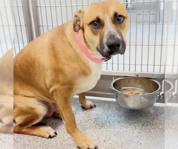 Medium Photo #3 Black Mouth Cur Puppy For Sale in Houston, TX, USA