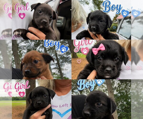 Medium Photo #1 Retriever -Unknown Mix Puppy For Sale in Jackson Township, NJ, USA