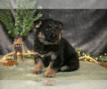 Small Photo #10 German Shepherd Dog Puppy For Sale in SHIPSHEWANA, IN, USA