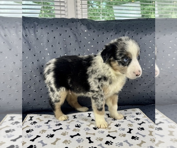 Medium Photo #6 Australian Shepherd Puppy For Sale in SALISBURY, NC, USA