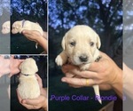 Puppy Blondie Labrador Retriever