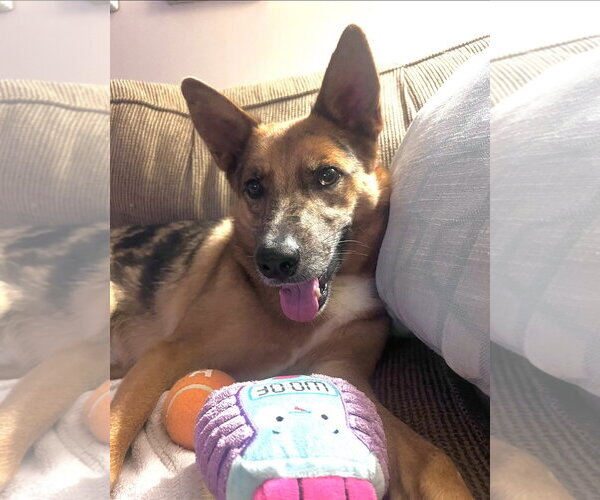 Medium Photo #5 Australian Kelpie-German Shepherd Dog Mix Puppy For Sale in Rockaway, NJ, USA