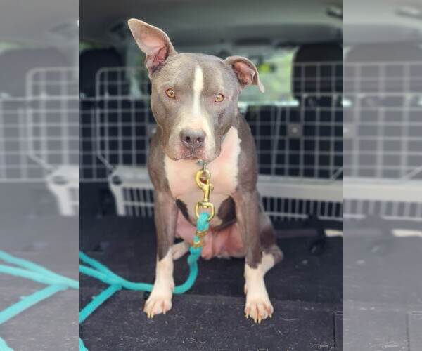 Medium Photo #20 American Pit Bull Terrier-American Staffordshire Terrier Mix Puppy For Sale in Caribou, ME, USA