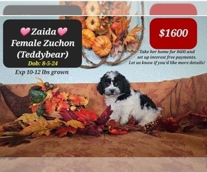 Zuchon Puppy for sale in TUCSON, AZ, USA