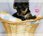Small Photo #2 Yorkshire Terrier Puppy For Sale in BRENTWOOD, TN, USA