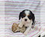 Small Photo #1 Cavalier King Charles Spaniel Puppy For Sale in DUNNVILLE, KY, USA