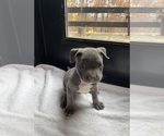 Small Photo #8 American Bully Puppy For Sale in SOMERSET, KY, USA
