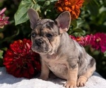 Small #8 French Bulldog