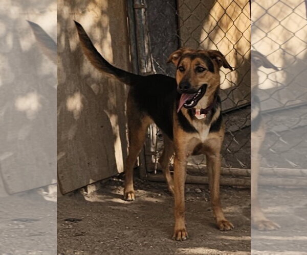Medium Photo #2 German Shepherd Dog-Unknown Mix Puppy For Sale in MIDWAY, UT, USA