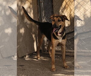 Charlee - Female German Shepherd Dog-Unknown Mix Dog for Adoption - Photo #2