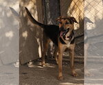 Small Photo #2 German Shepherd Dog-Unknown Mix Puppy For Sale in MIDWAY, UT, USA
