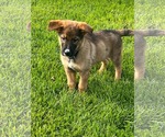 Small #1 Shepradors