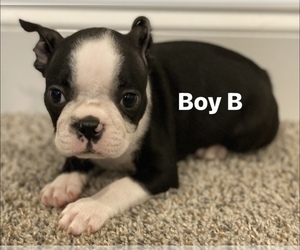 Boston Terrier Puppy for sale in RIDGEVILLE, SC, USA