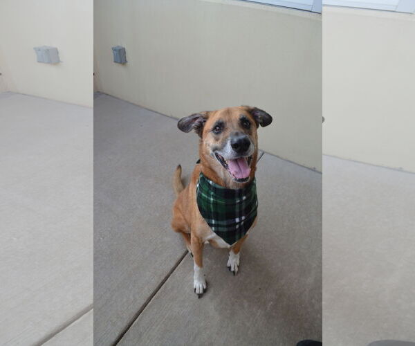 Medium Photo #3 Mutt Puppy For Sale in McKinney, TX, USA