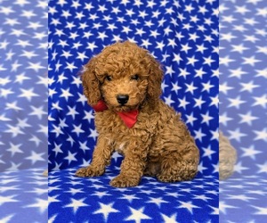 Cock-A-Poo Puppy for sale in NOTTINGHAM, PA, USA