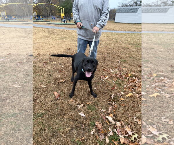 Medium Photo #5 American Pit Bull Terrier-Unknown Mix Puppy For Sale in Oakhurst, NJ, USA