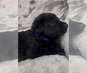 German Shepherd Dog Puppy for sale in APPLE VALLEY, CA, USA