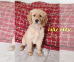 Puppy AKC Lilly Golden Retriever