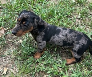 Dachshund Puppy for sale in FREEMAN, MO, USA