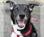 Small #32 Border Collie