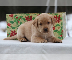 Labrador Retriever Puppy for sale in HYDE PARK, VT, USA
