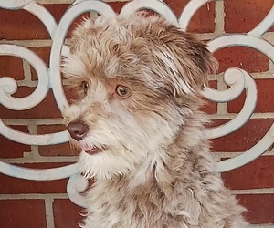 Havanese Puppy for sale in WINSTON SALEM, NC, USA