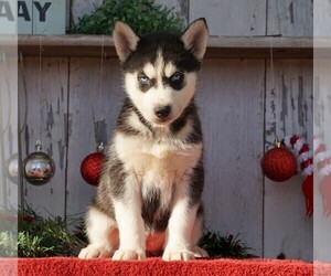 Siberian Husky Puppy for sale in FREDERICKSBG, OH, USA