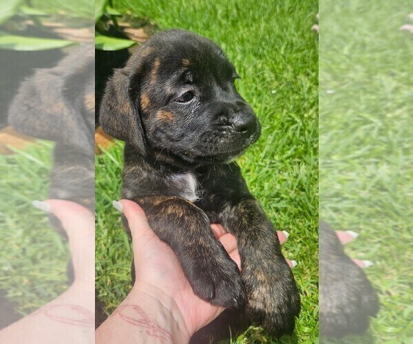 Medium Photo #8 Cane Corso Puppy For Sale in HOUSTON, TX, USA